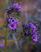 Phacelia a